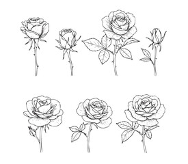 Elegant Hand-Drawn Rose Illustrations: A Botanical Collection of Various Blooms