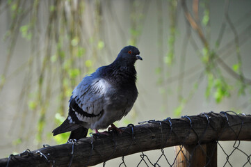 Pigeon perched on a fence with a wooden log