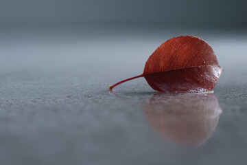 solitary red leaf rests on gray concrete surface essence of solitude