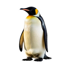 Emperor Penguin Standing on Ice, Front View, Transparent PNG”