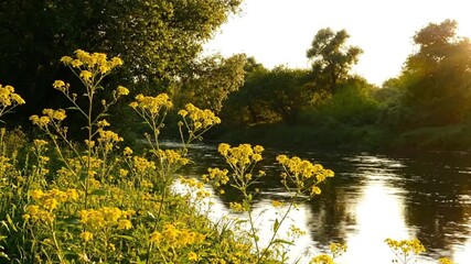 Beautiful golden sunset over the river with yellow flower in the foreground