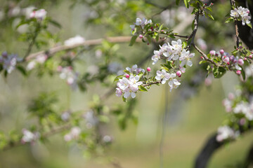 咲き始めた果樹園のリンゴの花