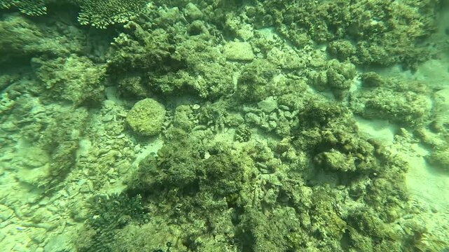 Coral reefs on the seabed. They look dirty, yellowish brown and pale.