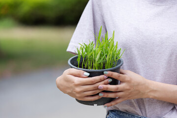 A person holds a small black pot filled with young green seedlings, symbolizing growth, gardening, sustainability, and eco-friendly living in a natural outdoor environment.