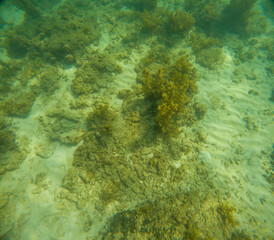 Coral reefs on the seabed. They look dirty, yellowish brown and pale.