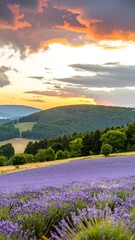 Obraz premium Lavender field at sunset (5)