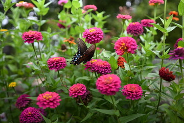 A beautiful garden with colorful flowers and butterflies.