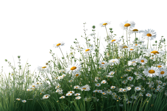 A field of white daisies and other wildflowers - Powered by Adobe