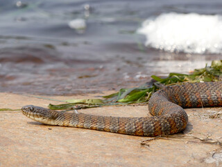 Common water snake in French River Provincial Park, Ontario