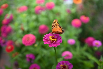 A beautiful garden with colorful flowers and butterflies.