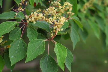 アカメガシワの雄花