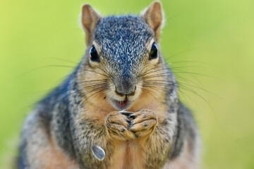 Happy Fox Squirrel