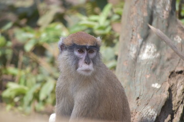 The common patas monkey (Erythrocebus patas) or hussar monkey.  Monkey distributed of Africa. Detail portrait close up.