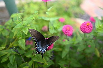 A beautiful garden with colorful flowers and butterflies.