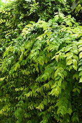 green leaf fence in the garden, natural background in springtime