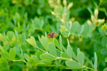 葉っぱにとまる1匹のオレンジ色の小さいちょうちょ