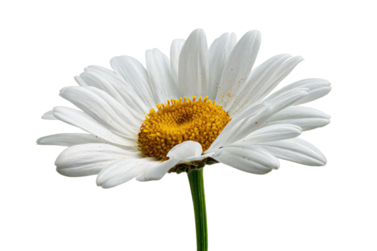 Close-up of a single white daisy (1)