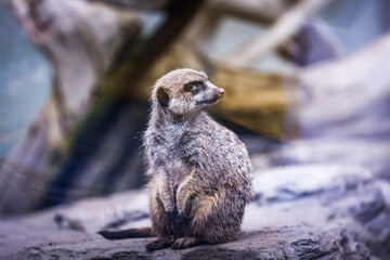 Diferentes animales en el zoológico · Verschiedene Tiere im Zoo · Different animals in the zoo
