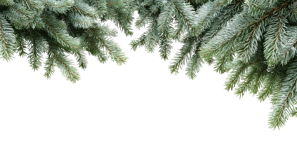 Frosty evergreen branches frame a black background