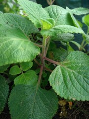 Coleus rotundifolius or Plectransthus rotundifolius, This plant is a species of the Lamiaceae family, from the genus coleus - in Indonesia its called Black potato plant or Javanese potato