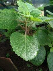 Close-up of Coleus rotundifolius or Plectranthus rotundifolius in the garden. This plant is commonly called the Black potato plant or Javanese potato