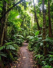 Lush rainforest trail