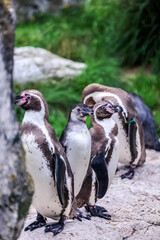Naklejka premium Diferentes animales en el zoológico · Verschiedene Tiere im Zoo · Different animals in the zoo