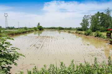 Aerial view of rice paddy field with seedlings and farmers transplanting crops in flooded agricultural landscape