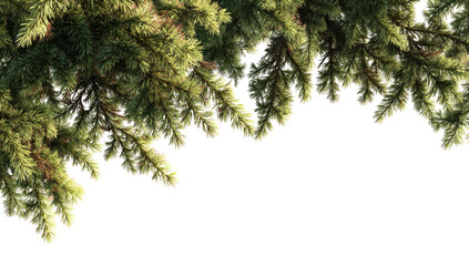 Obraz premium Close-up of pine tree branches