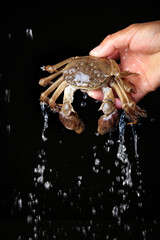 Fresh Yangcheng Lake Hairy Crab Held in Hand with Water Droplets - Delicious Chinese Seafood Crustacean Closeup