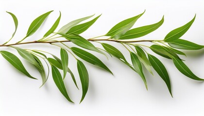 Fototapeta premium A Slender Willow Branch With Long Narrow Drooping Green Leaves Gently Waving In The Breeze Isolated On White Background