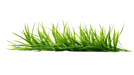 Fresh green grass blades with long narrow leaves and natural texture isolated on white background