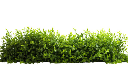 Obraz premium Fresh green hedge bush plant with dense leaves and natural foliage isolated on white background
