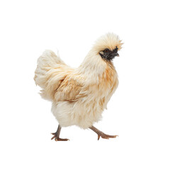 Fototapeta premium A fluffy cream-colored silkie chicken walking gracefully on a white background.