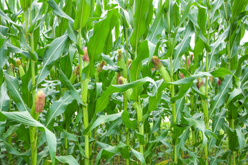 Obraz premium Fresh Corn Plants Growing in Cornfield Ready for Harvest