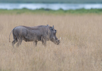 Warthog (Phacochoerus africanus) in Grassy Savanna of Amboseli National Park, Kenya
