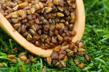 Raw Buckwheat Grains in Wooden Bowl on Grass - Healthy Whole Grain Cereal Crop