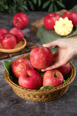 Fresh Red Apples in Wicker Basket - Hand Selecting Ripe Homegrown Fruit