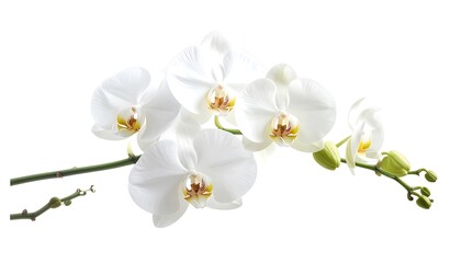 A delicate arrangement of pristine white orchids gracefully displays their delicate petals against a plain white background.
