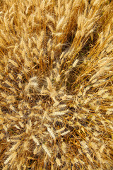Golden Wheat Field Ready for Autumn Harvest with Dancing Grain Stalks in Agricultural Landscape