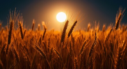 Fototapeta premium Golden Wheat Field at Sunset: Warm Hues and Grain Detail