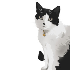 black cat on white background