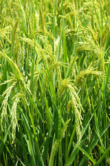 Golden Rice Paddies Ready for Harvest - Beautiful Agricultural Field with Abundant Grain