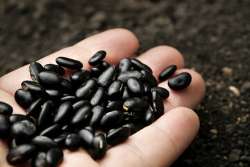 Fresh Black Beans in Hands - Organic Legume Ingredients for Healthy Cooking