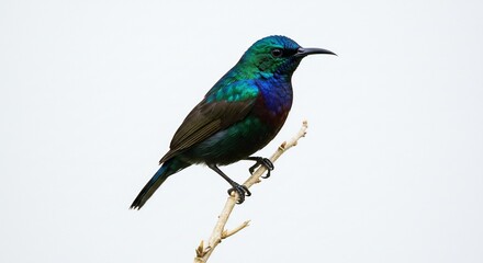 輝く羽根 美しい小鳥 静かに枝に止まる 鮮やかな色彩. AI Generated