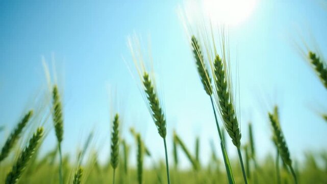 Green wheat spikes swaying under sunlight. Low-angle view of unripe green wheat spikes gently blowing in the wind with the bright sun and blue sky in the