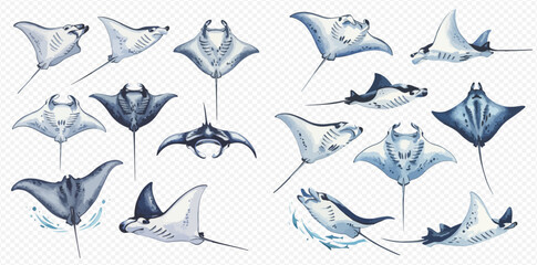Collection of watercolor illustrations depicting various manta ray species in different poses and angles.
