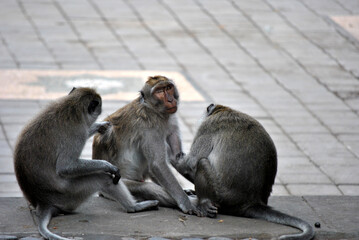 Monkey Trio Social Gathering
