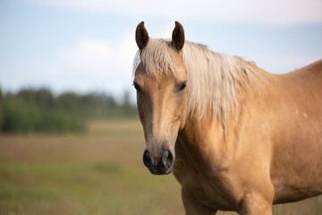 Obraz premium portrait of blonde tan palomino horse in field in Montana