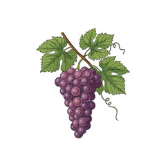Vivid Violet Vine Fruit Drawing. This exquisite illustration displays a plump grape cluster with fresh green foliage. It evokes the essence of a plentiful harvest and natural well-being.